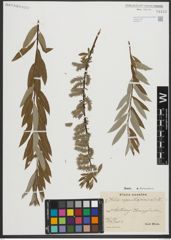 Foto von Salix repens L. x Salix viminalis L.